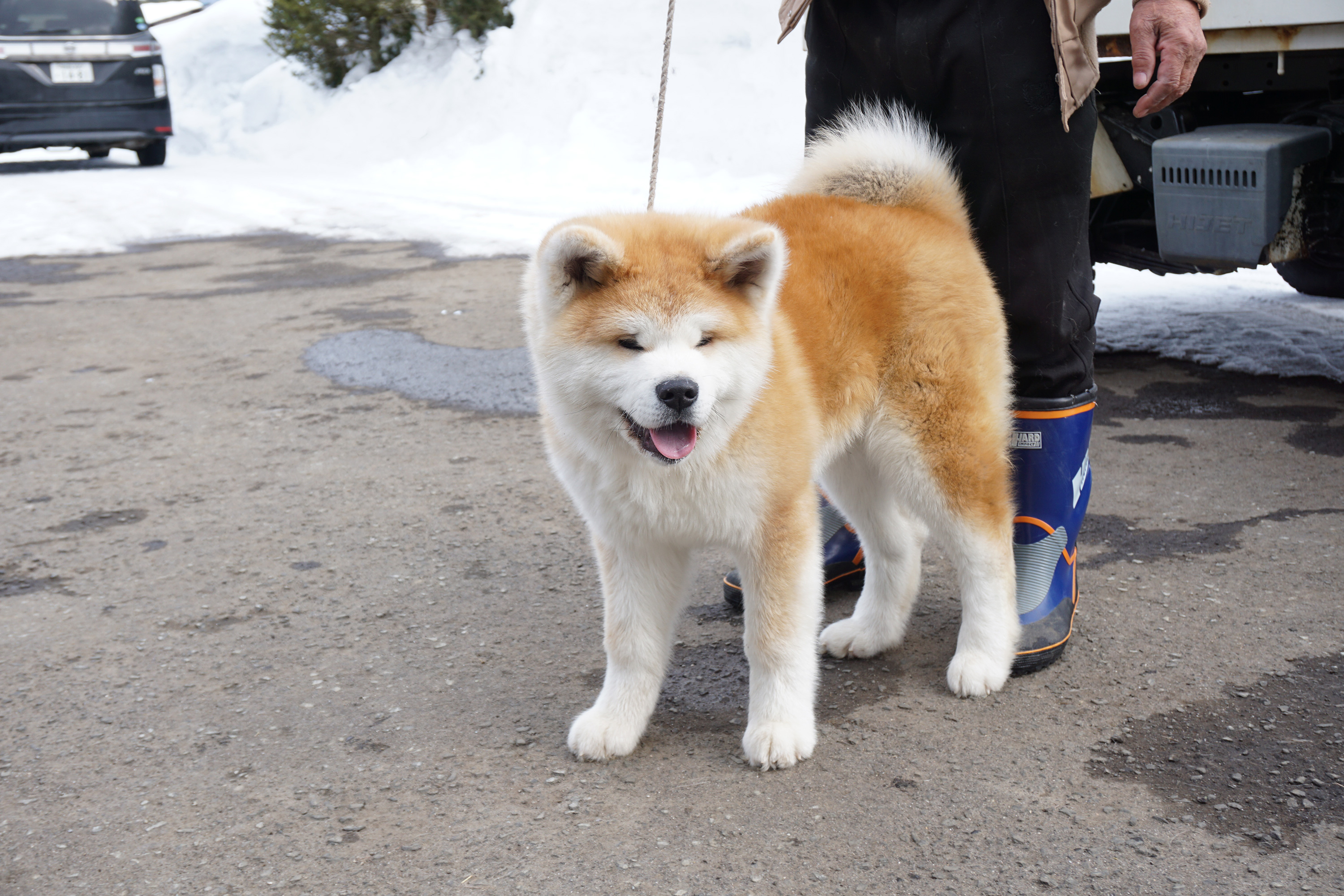 秋田犬のコト