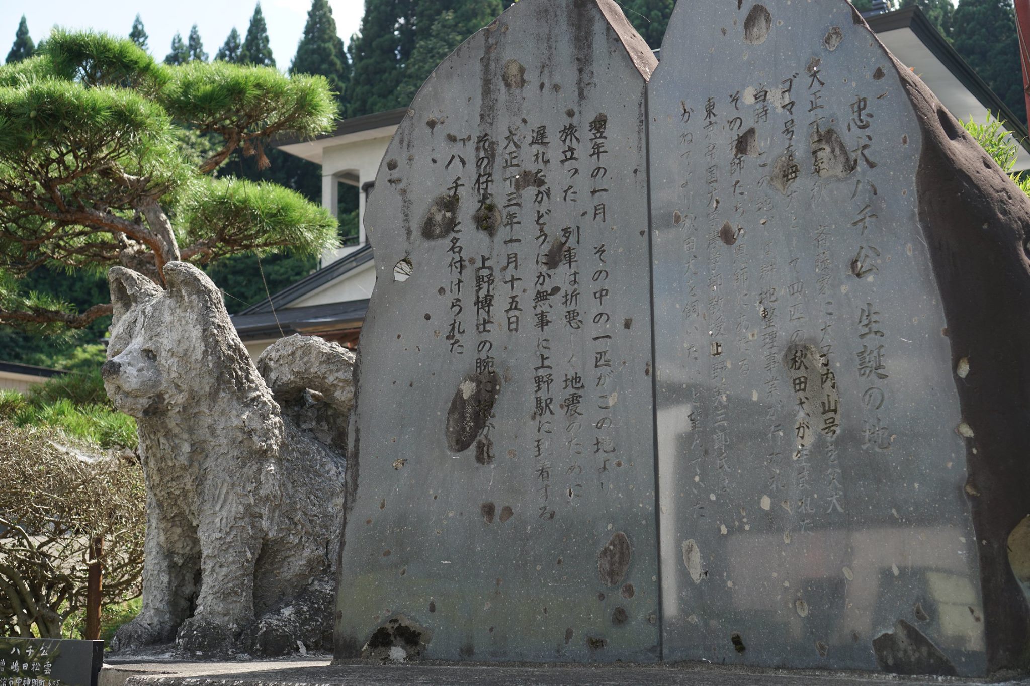 秋田犬のコト