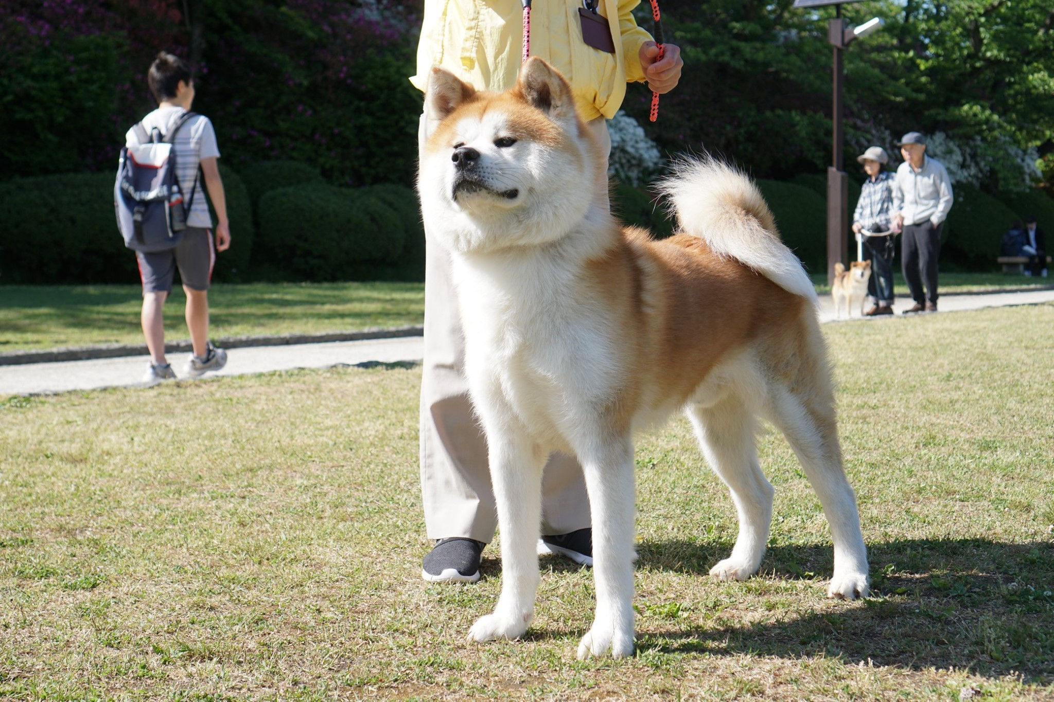 秋田犬のコト